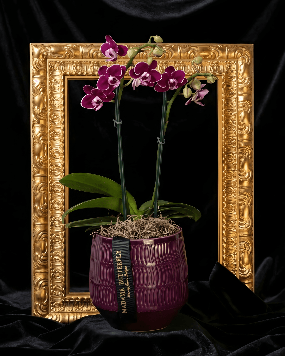 VELOURS NOIR ORCHIDS